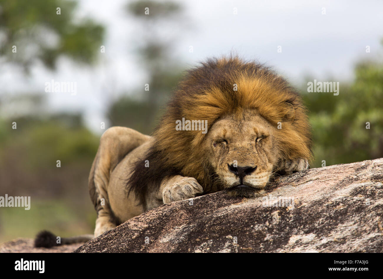 Vue frontale d'un lion couché sur un rocher endormi Banque D'Images