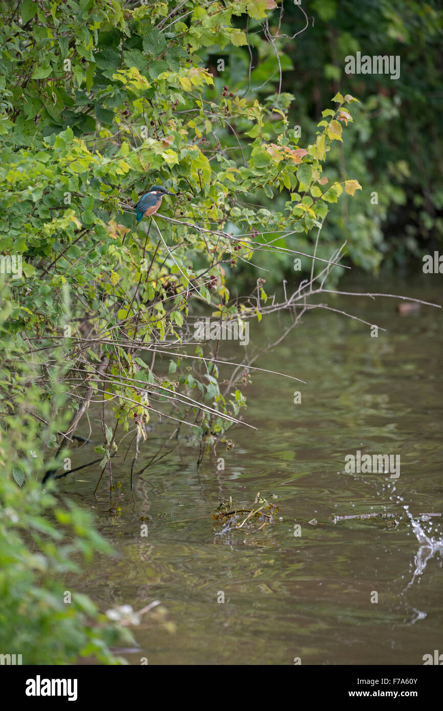Kingfisher commun / Optimize ( Alcedo atthis ) sur la distance dans leur habitat naturel, se percher dans les buissons, de chasser une proie. Banque D'Images