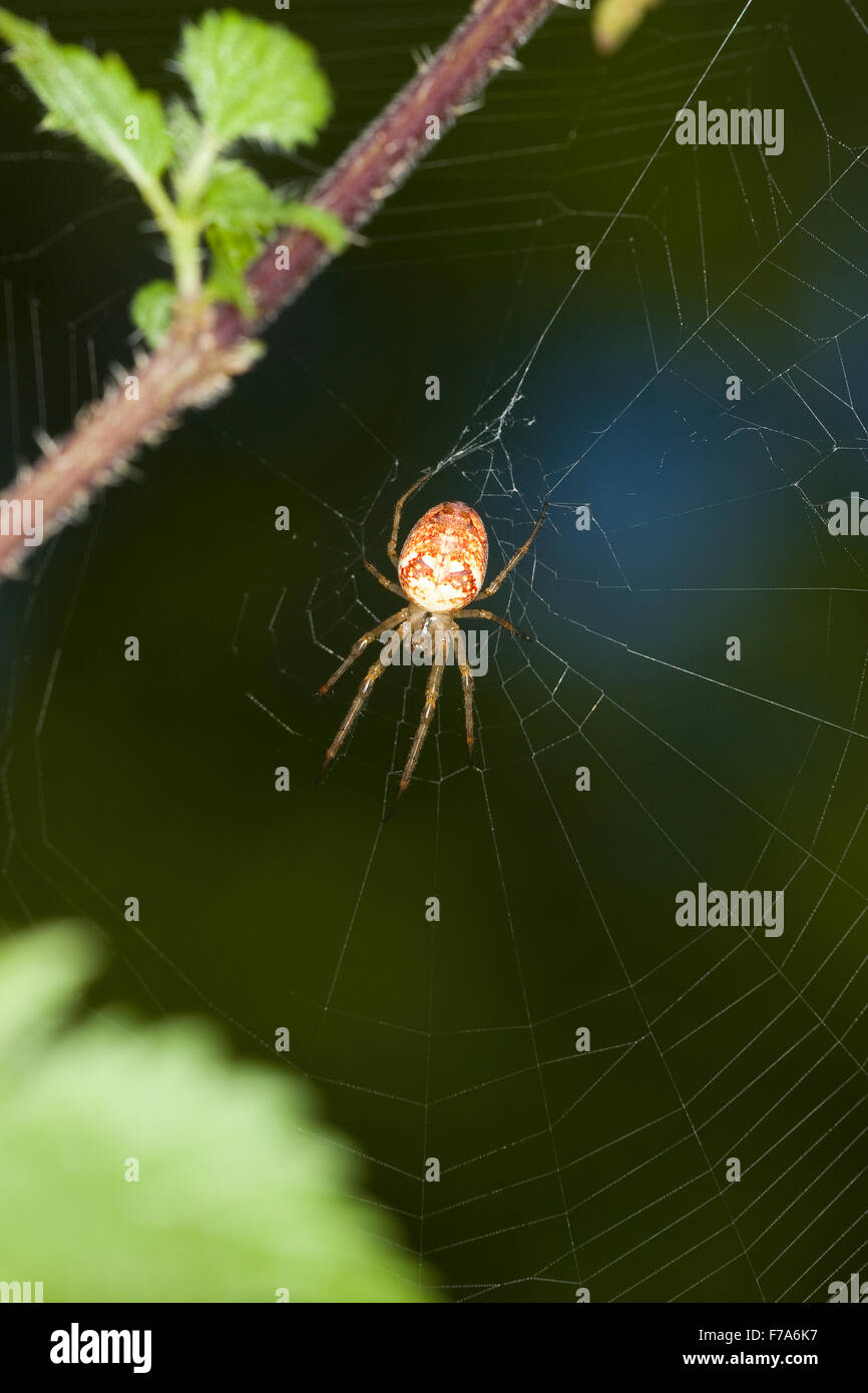 Araignée d'automne, le petit jardin araignée, Herbstspinne Herbst-Spinne Weibchen,,, Metellina segmentata, cf. cf. Meta segmentata Banque D'Images