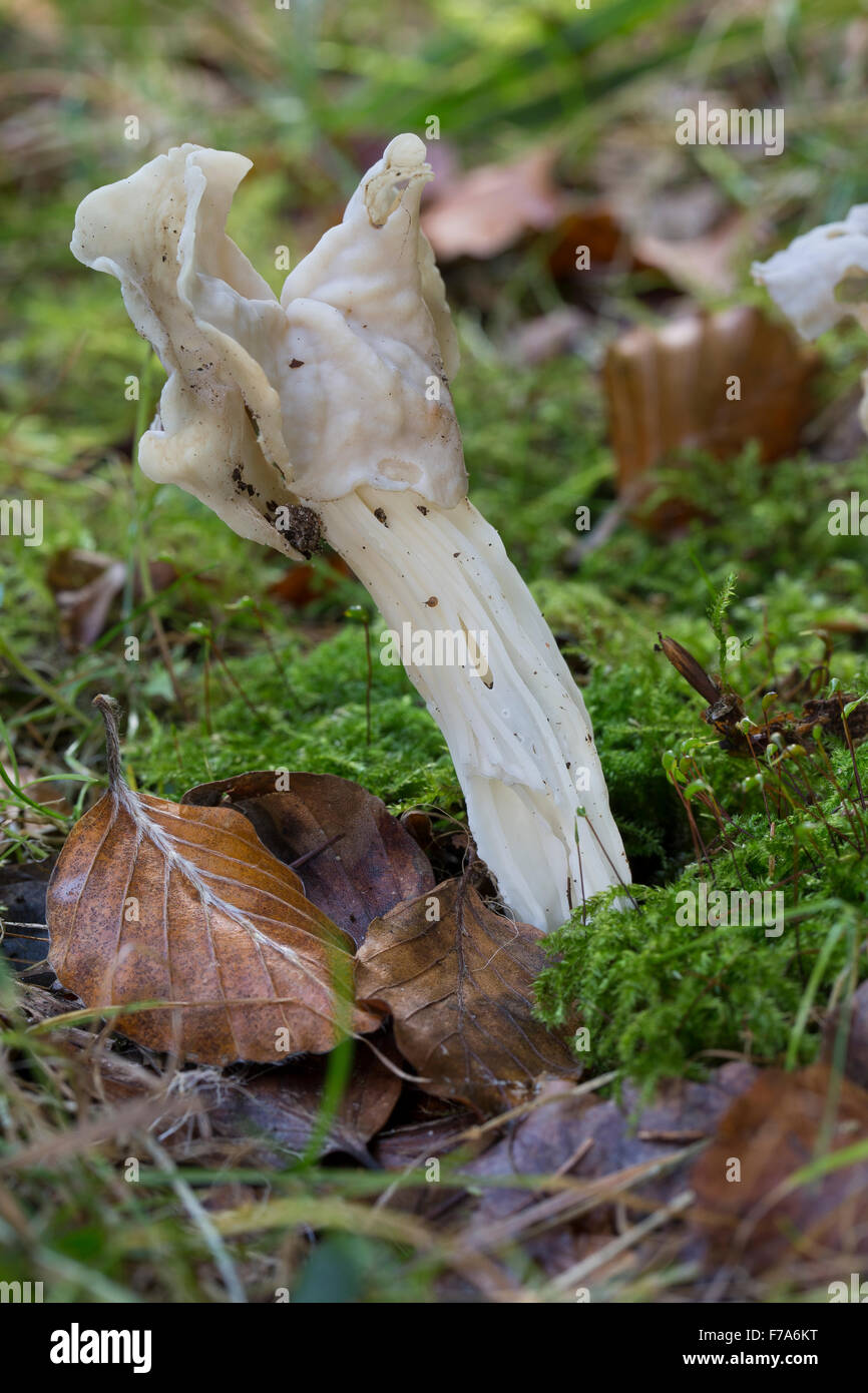 White Saddle, Elfin saddle, Commun helvel Herbst-Lorchel Herbstlorchel,,, Krause, Lorchel Helvella crispa, Helvella pithyophila Banque D'Images