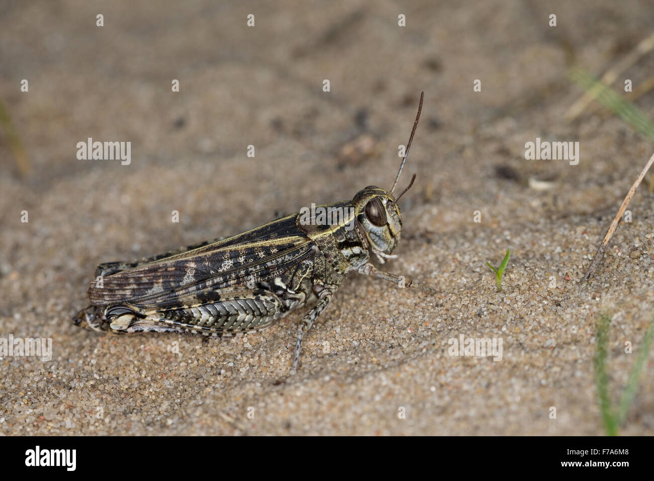 Criquet italien, la société Schönschrecke Calliptenus, Calliptamus italicus, cerisanus, le Criquet italien, Caloptène italien Banque D'Images