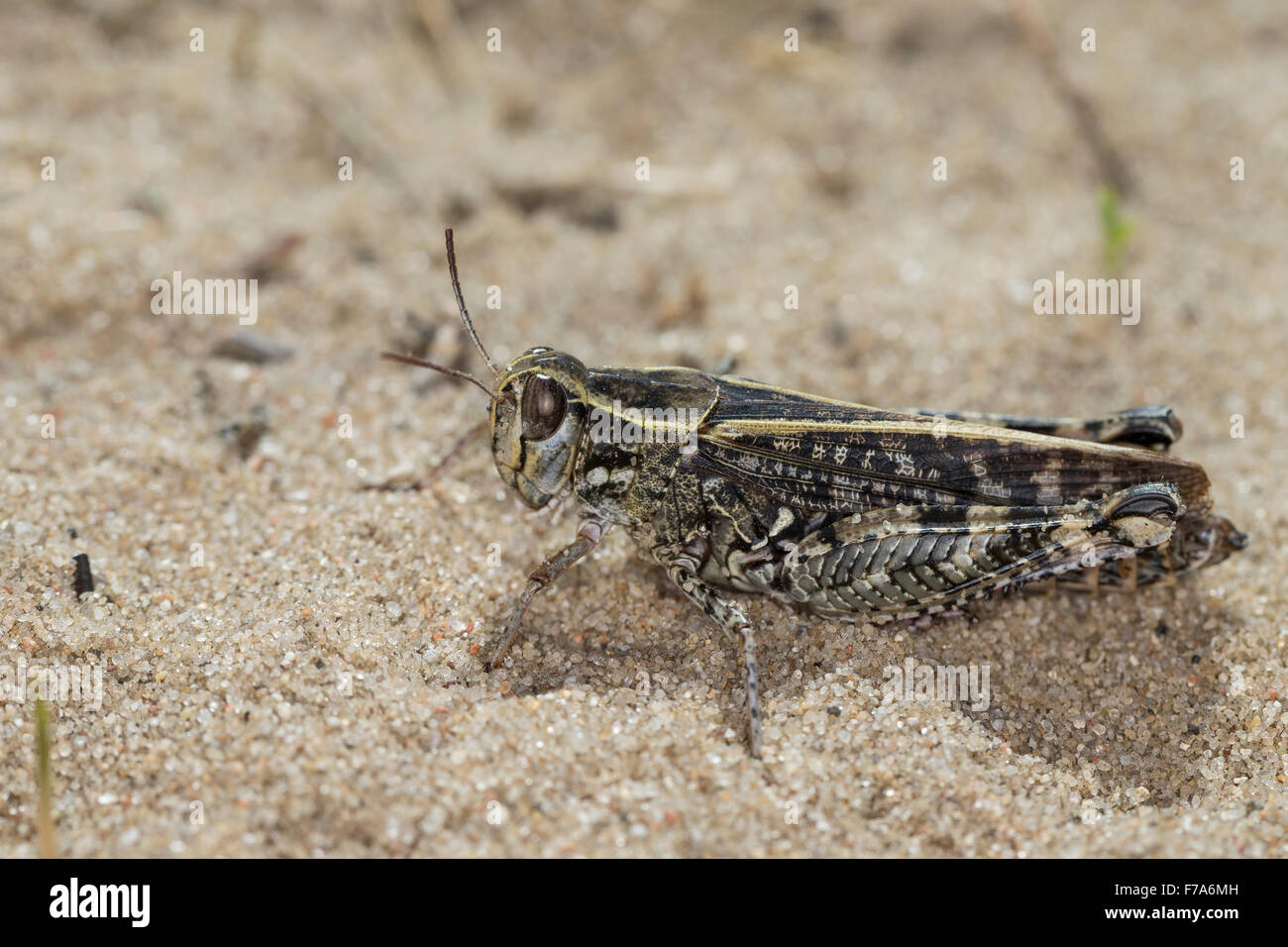Criquet italien, la société Schönschrecke Calliptenus, Calliptamus italicus, cerisanus, le Criquet italien, Caloptène italien Banque D'Images