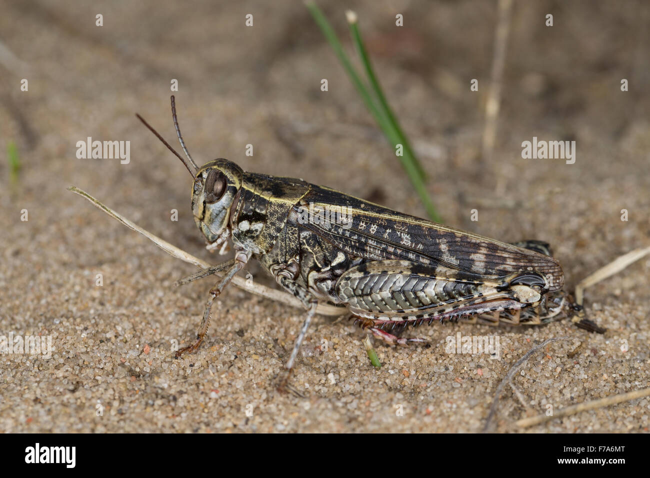 Criquet italien, la société Schönschrecke Calliptenus, Calliptamus italicus, cerisanus, le Criquet italien, Caloptène italien Banque D'Images