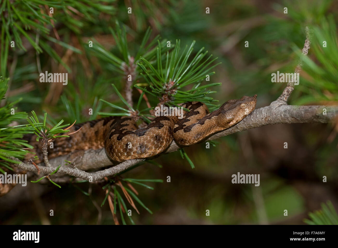 Sand Viper, nez-vipère à cornes, vipère à cornes, Hornotter Sandotter Europäische, Hornviper Sandviper,,, loutre, Vipera ammodytes Banque D'Images