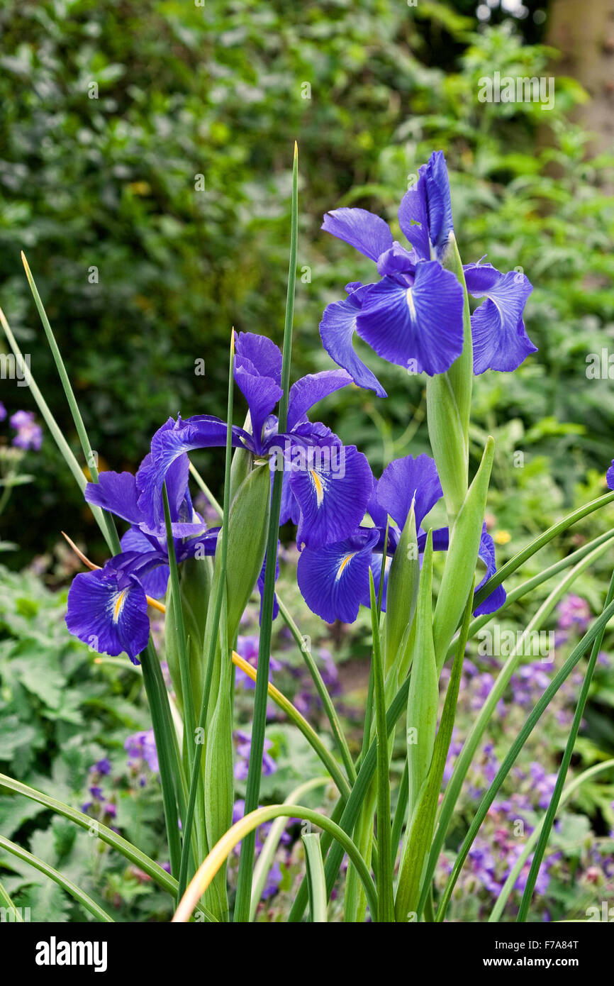 Gros plan sur un iris bleu de fleurs. Peut être utilisé comme arrière-plan Banque D'Images