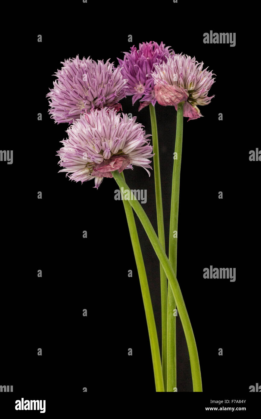 Gros plan sur les fleurs de ciboulette sur fond noir Banque D'Images