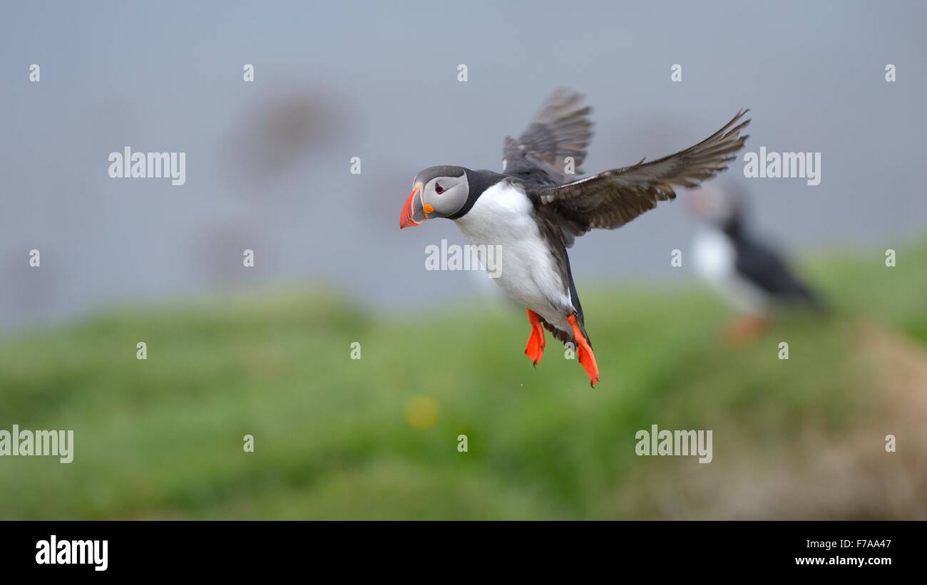 Macareux moine (Fratercula arctica), voler au-dessus de la colonie, Borgarfjördur, Islande Banque D'Images