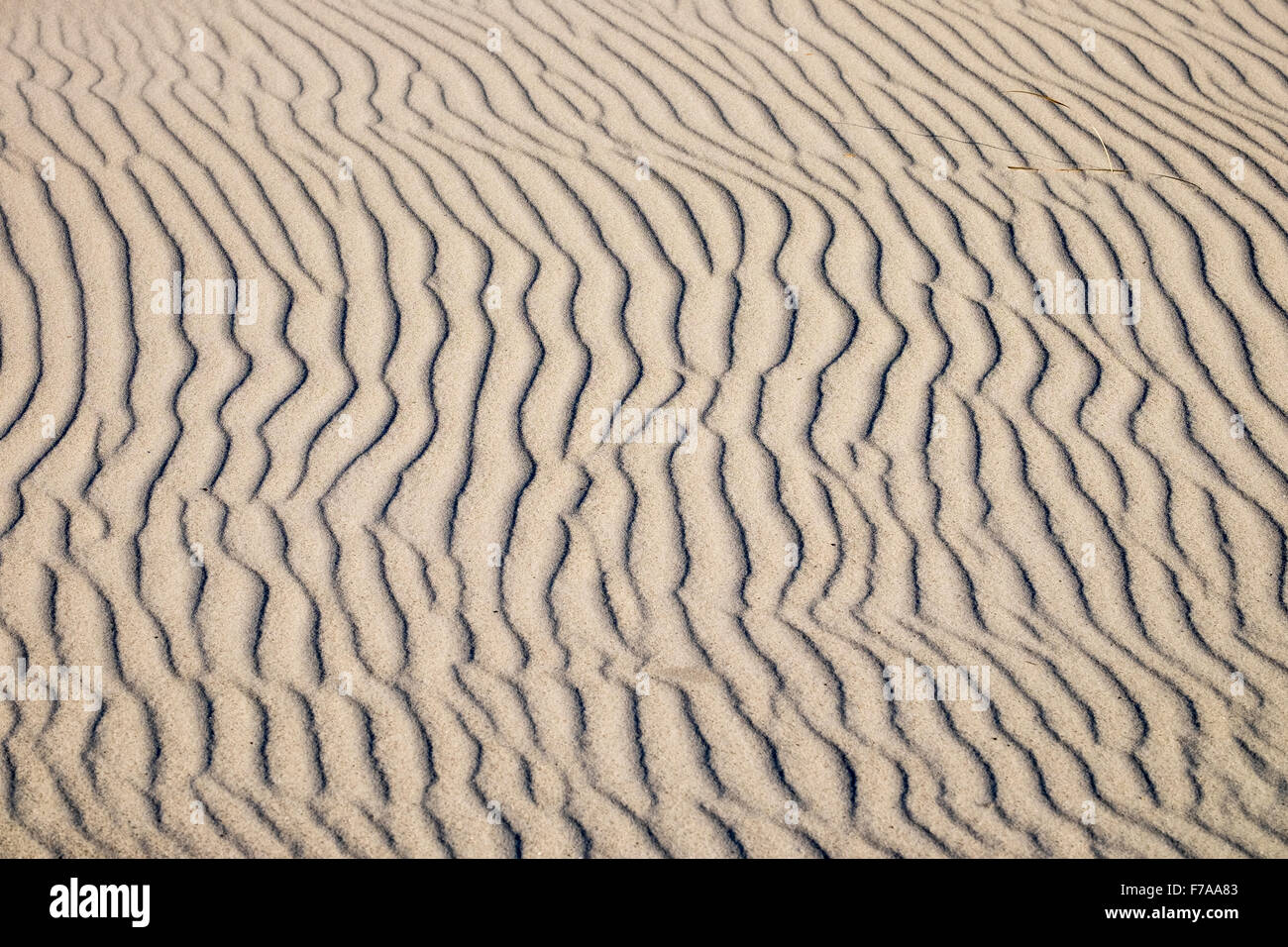 Lignes ondulées dans le sable, le Relais du lac plage, mer Baltique, né auf dem Darß, Fischland-darss-Zingst, Poméranie occidentale Lagoon Area Banque D'Images
