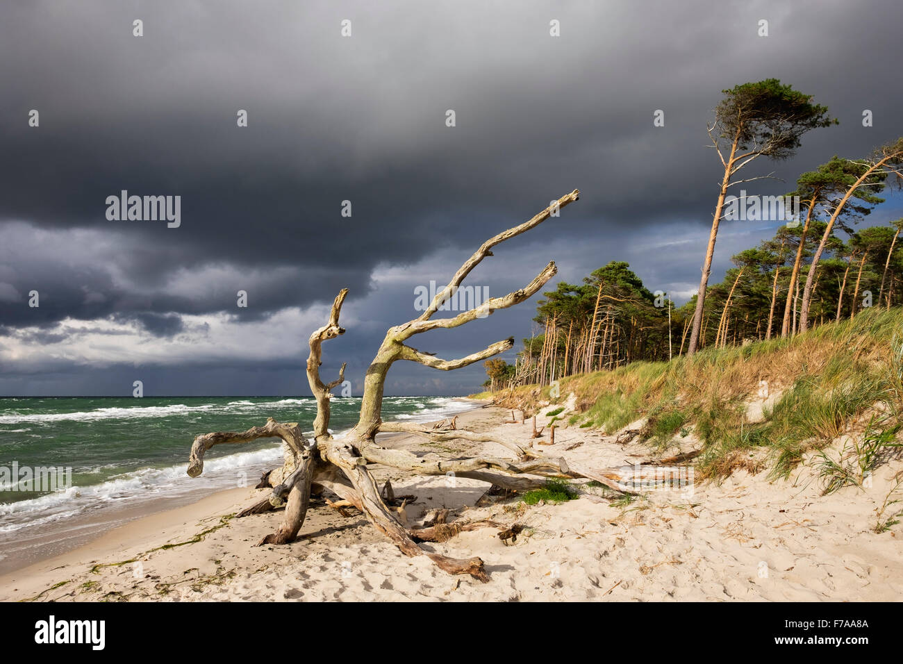 Arbre mort sur la plage de l'ouest sur la mer Baltique, des nuages sombres, né am Darß, Fischland-darss-Zingst, Poméranie occidentale Lagoon Area Banque D'Images