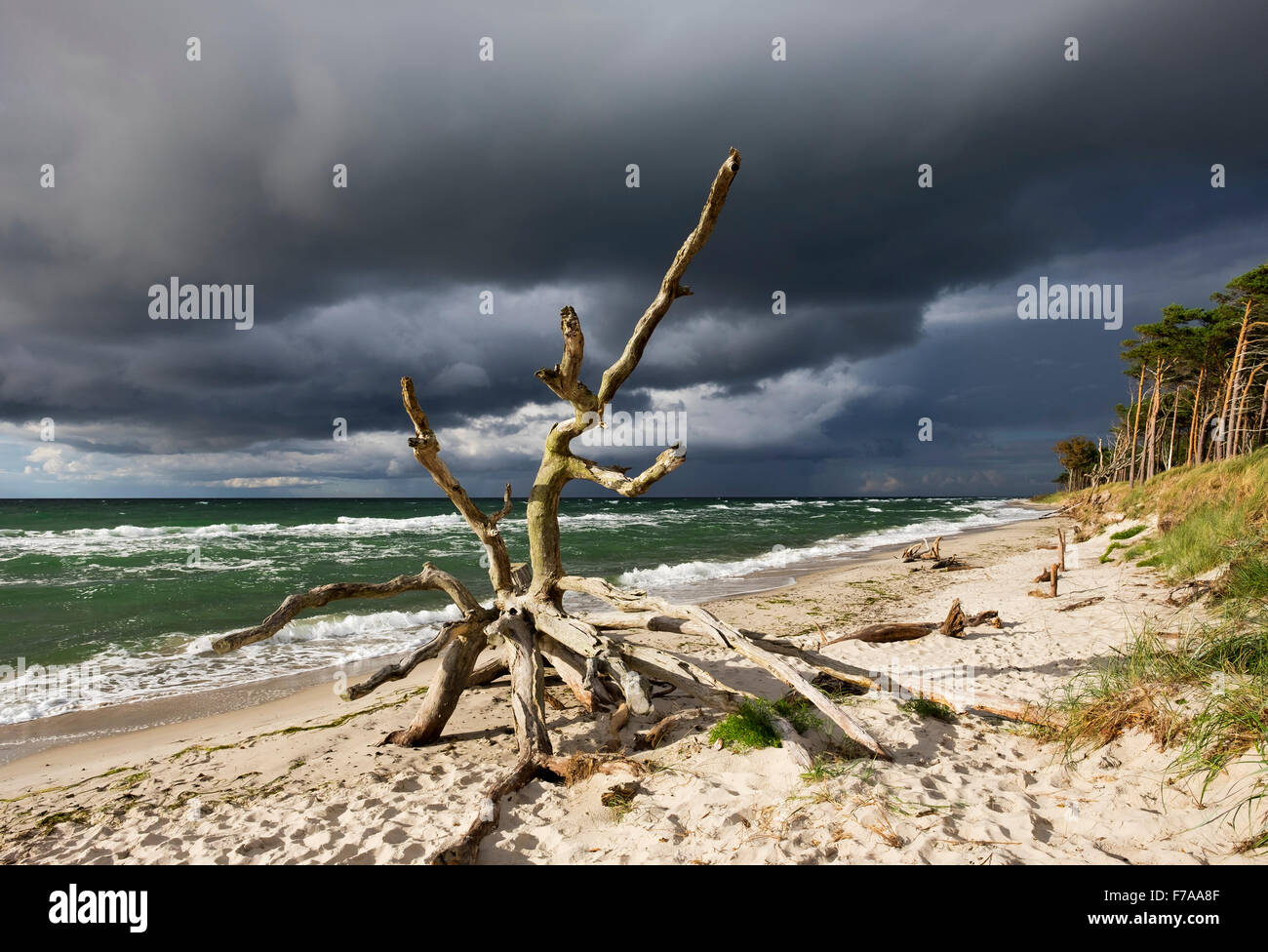 Arbre mort sur la plage de l'ouest sur la mer Baltique, des nuages sombres, né am Darß, Fischland-darss-Zingst, Poméranie occidentale Lagoon Area Banque D'Images