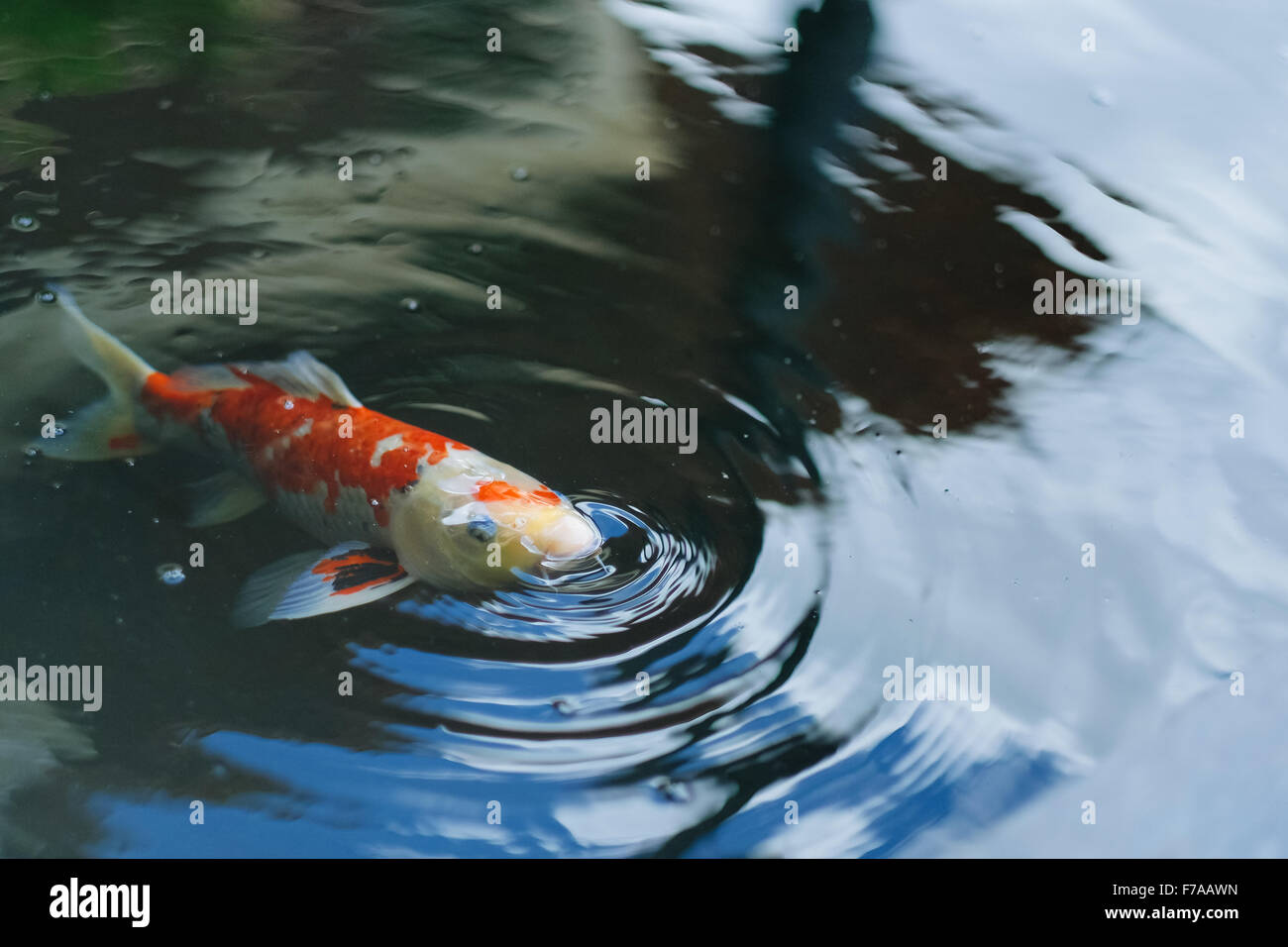 La respiration du poisson carpe fantaisie sur la surface de la piscine Banque D'Images