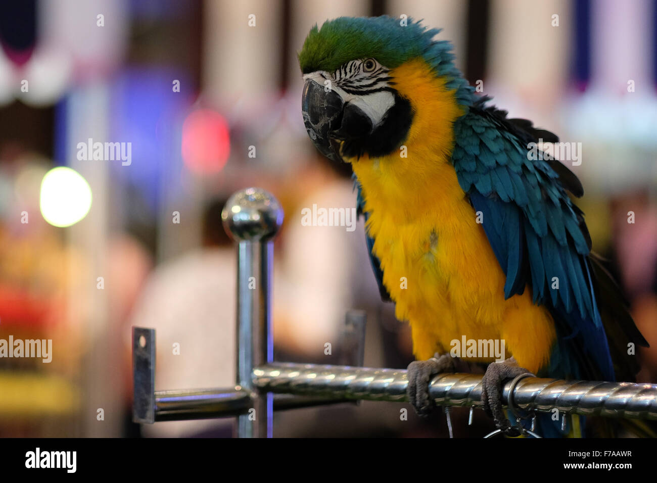 Un perroquet coloré Banque D'Images