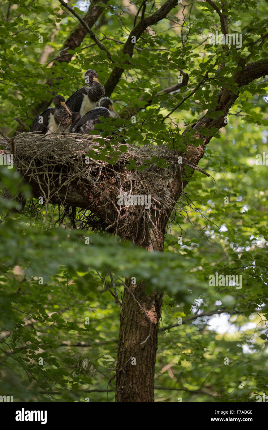 L'Envol de la cigogne noire (Ciconia nigra ) assis dans un énorme nid caché / aerie, là-haut, dans un vieil arbre, dans l'attente de la nourriture. Banque D'Images