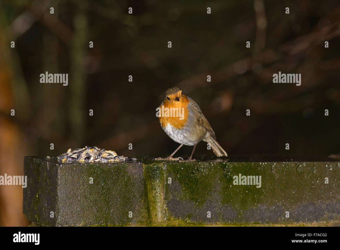 Erithacus rubecula aux abords. Un merle sur un mur avec un peu de nourriture Banque D'Images