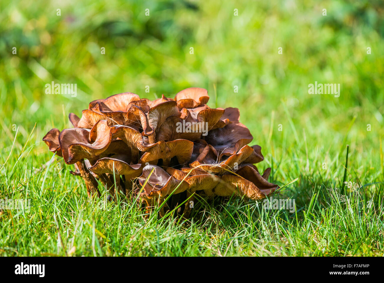Champignons dans la forêt de Castricum Pays-bas sur une journée ensoleillée d'automne Banque D'Images