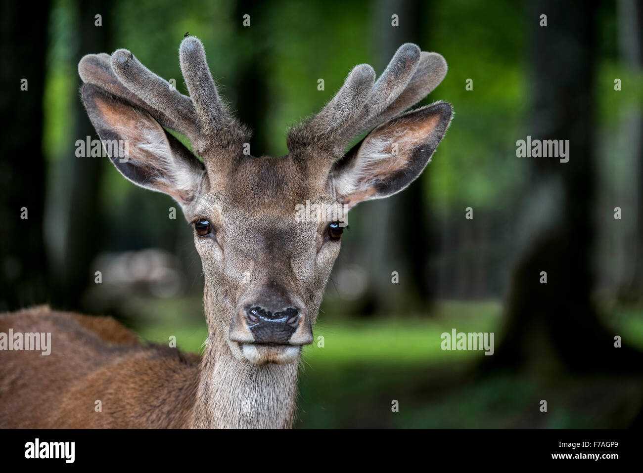 Close up of red deer (Cervus elaphus) cerf avec bois recouvert de velours dans le ressort Banque D'Images