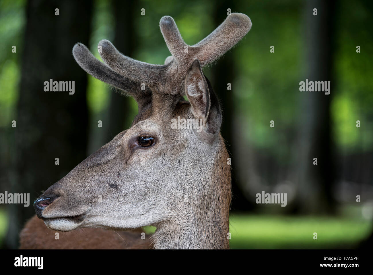 Close up of red deer (Cervus elaphus) cerf avec bois recouvert de velours dans le ressort Banque D'Images