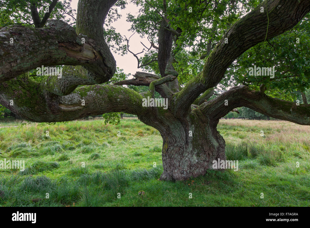 L'old English oak / chêne pédonculé / arbre de chêne français (Quercus robur) dans le pré Banque D'Images
