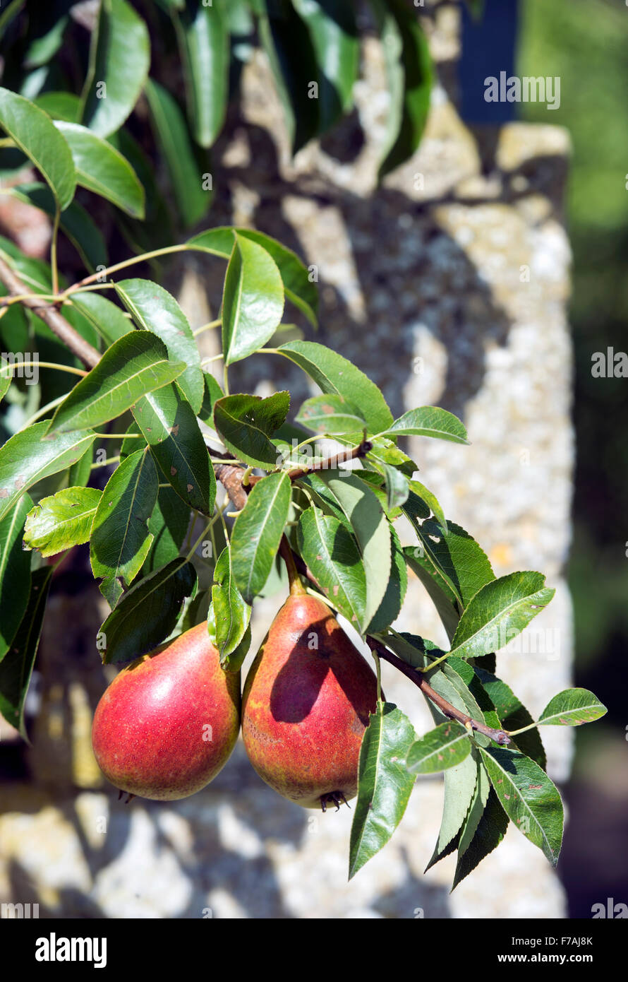 Les poires dans un jardin clos UK Banque D'Images