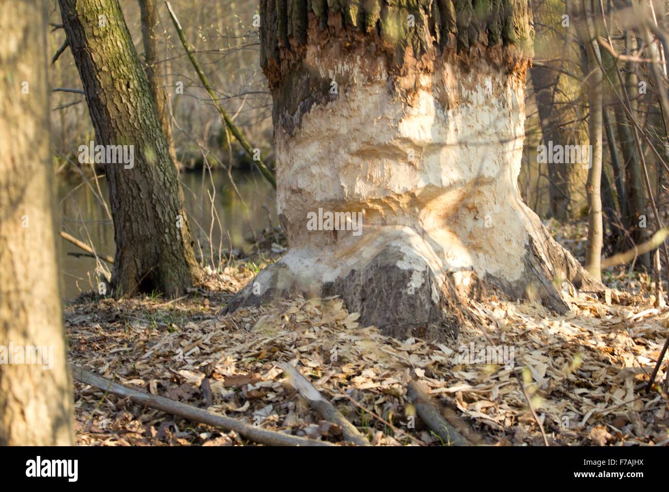 Arbre après l'intervention du castor Banque D'Images