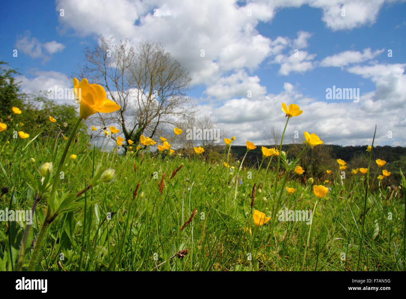 Meadow renoncules (Ranunculus acris) s'épanouir dans les champs près de Matlock dans le Derbyshire Dales, England UK Banque D'Images