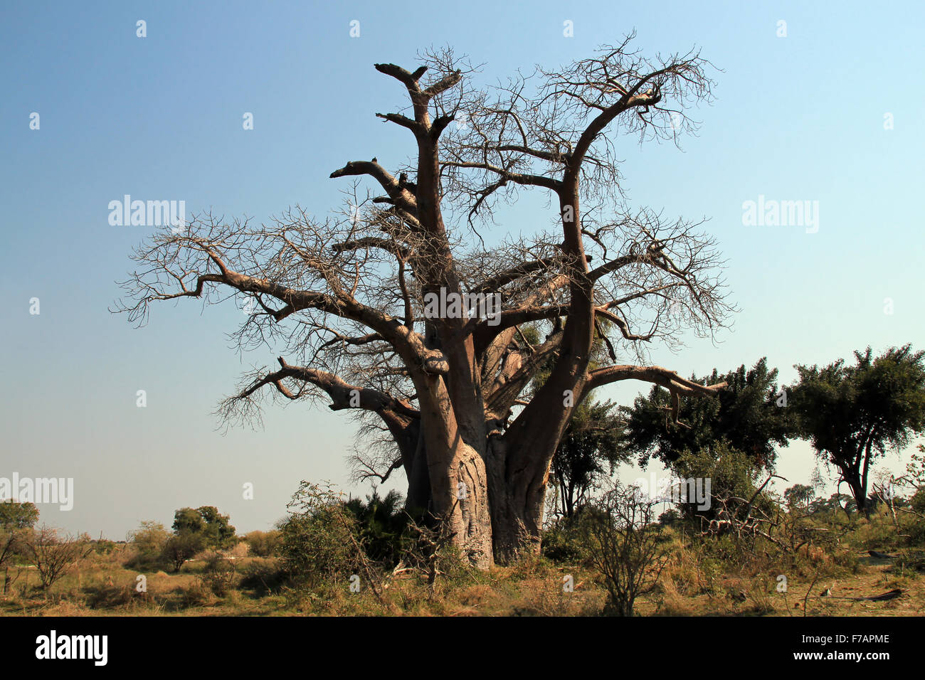 Baobab. Okavango Delta, Botswana Banque D'Images