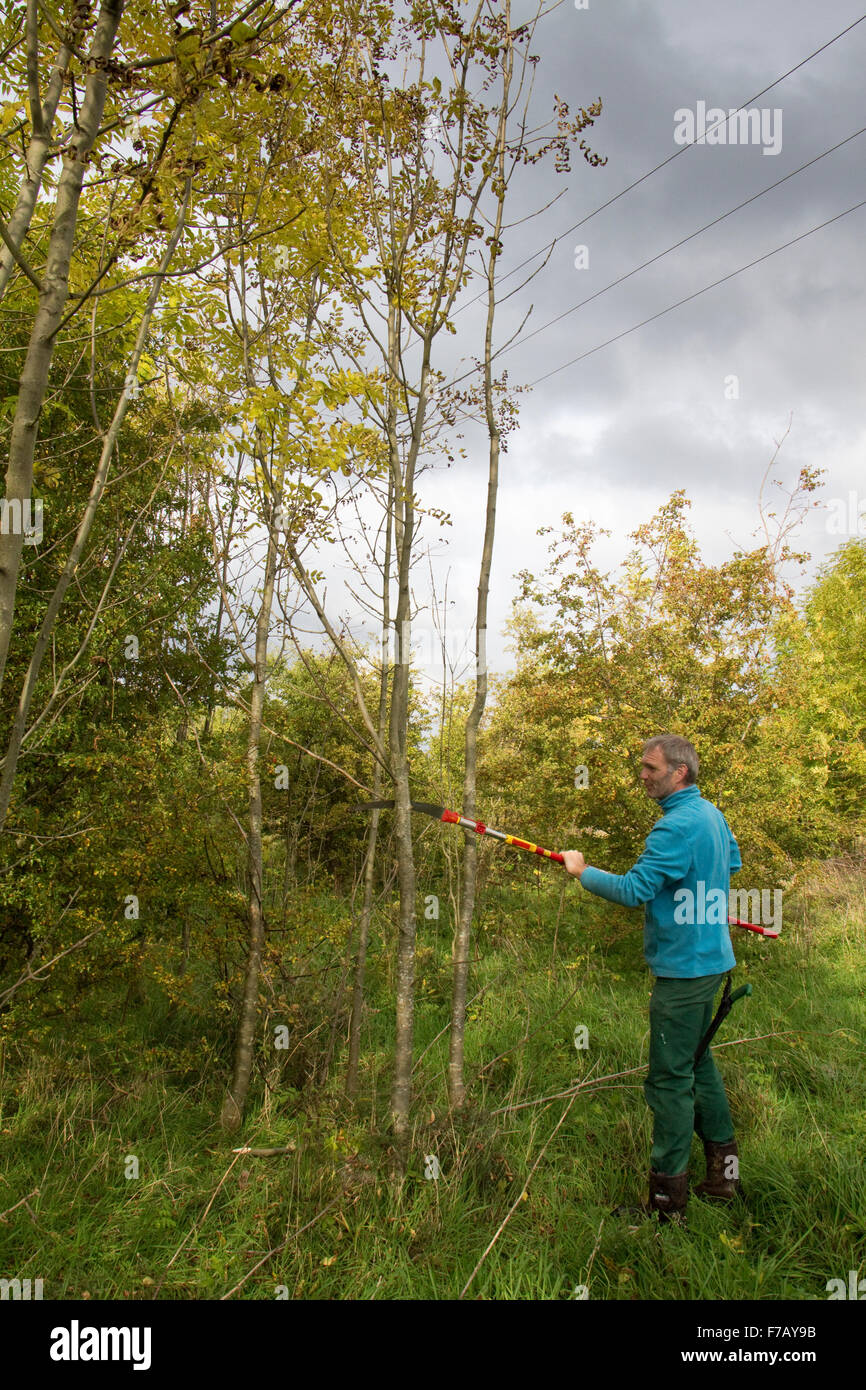 Homme qui coupe un arbre Banque de photographies et d’images à haute