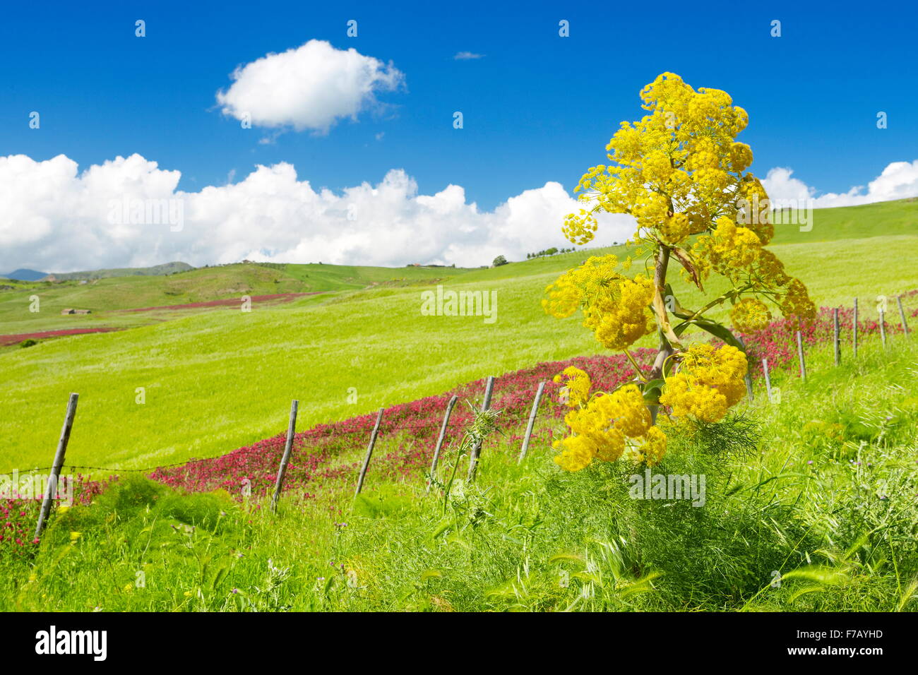 Sicile printemps Paysage de prairie, Centre de la Sicile, Italie Banque D'Images