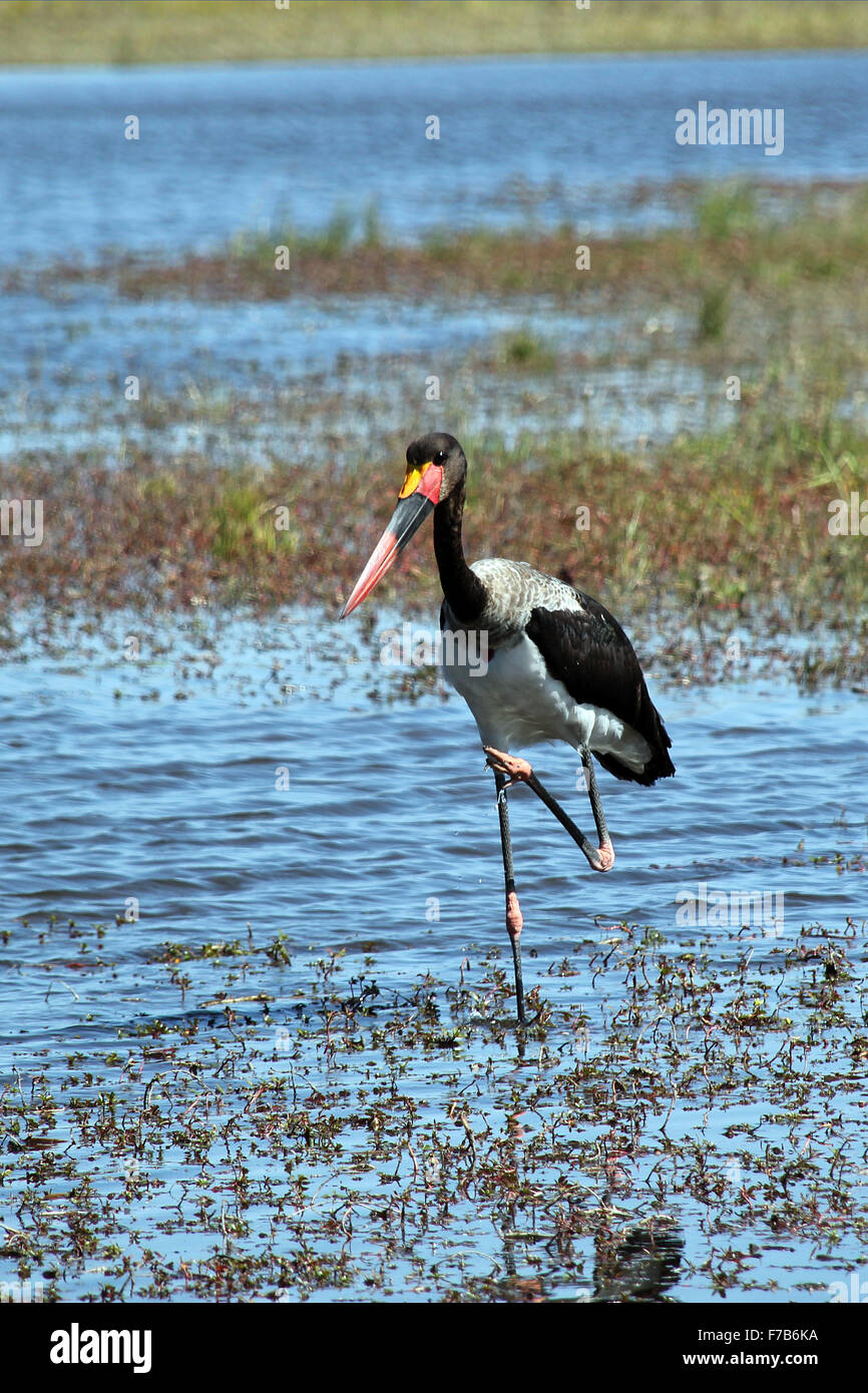 Saddle-billed Stork (Ephippiorhynchus senegalensis), debout sur une jambe dans l'eau. Moremi, Botswana Banque D'Images