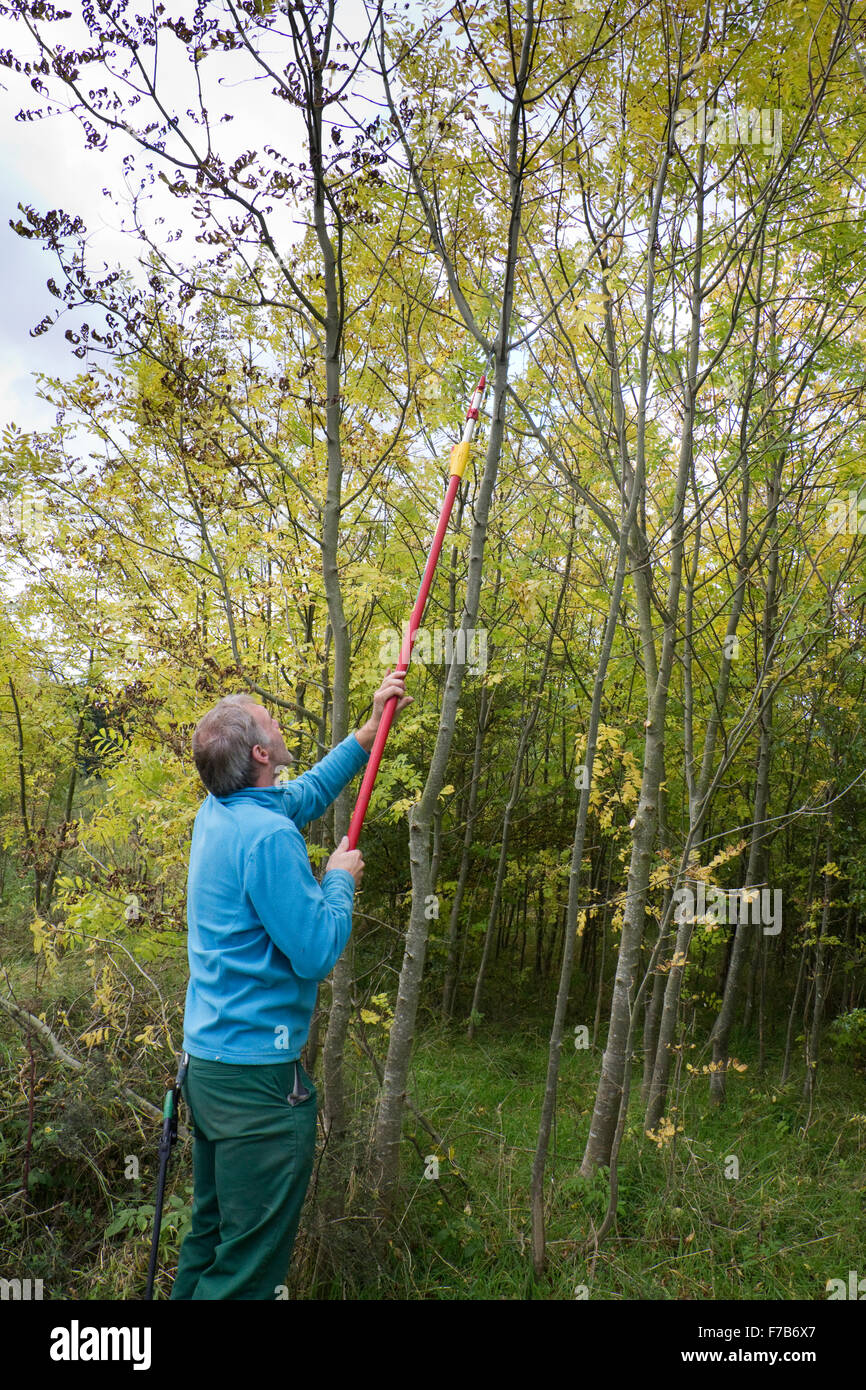 Un homme couper et tailler les branches d'arbres Banque D'Images