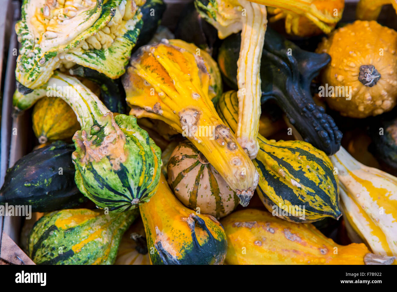 Différentes sortes de citrouilles, sur un stand de marché Banque D'Images