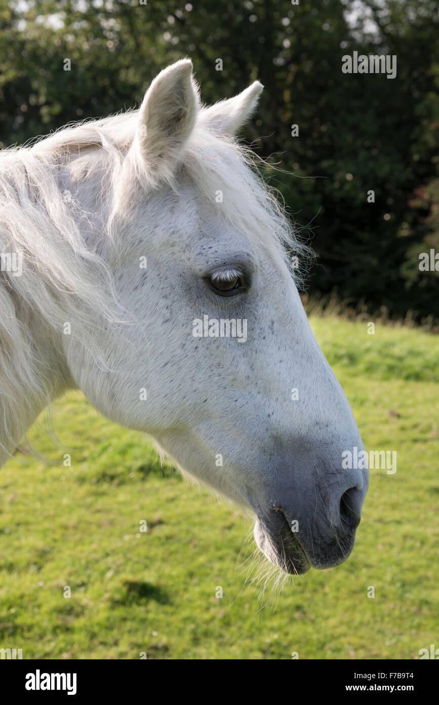 Head shot d'un poney gris dans la campagne anglaise en été. Banque D'Images