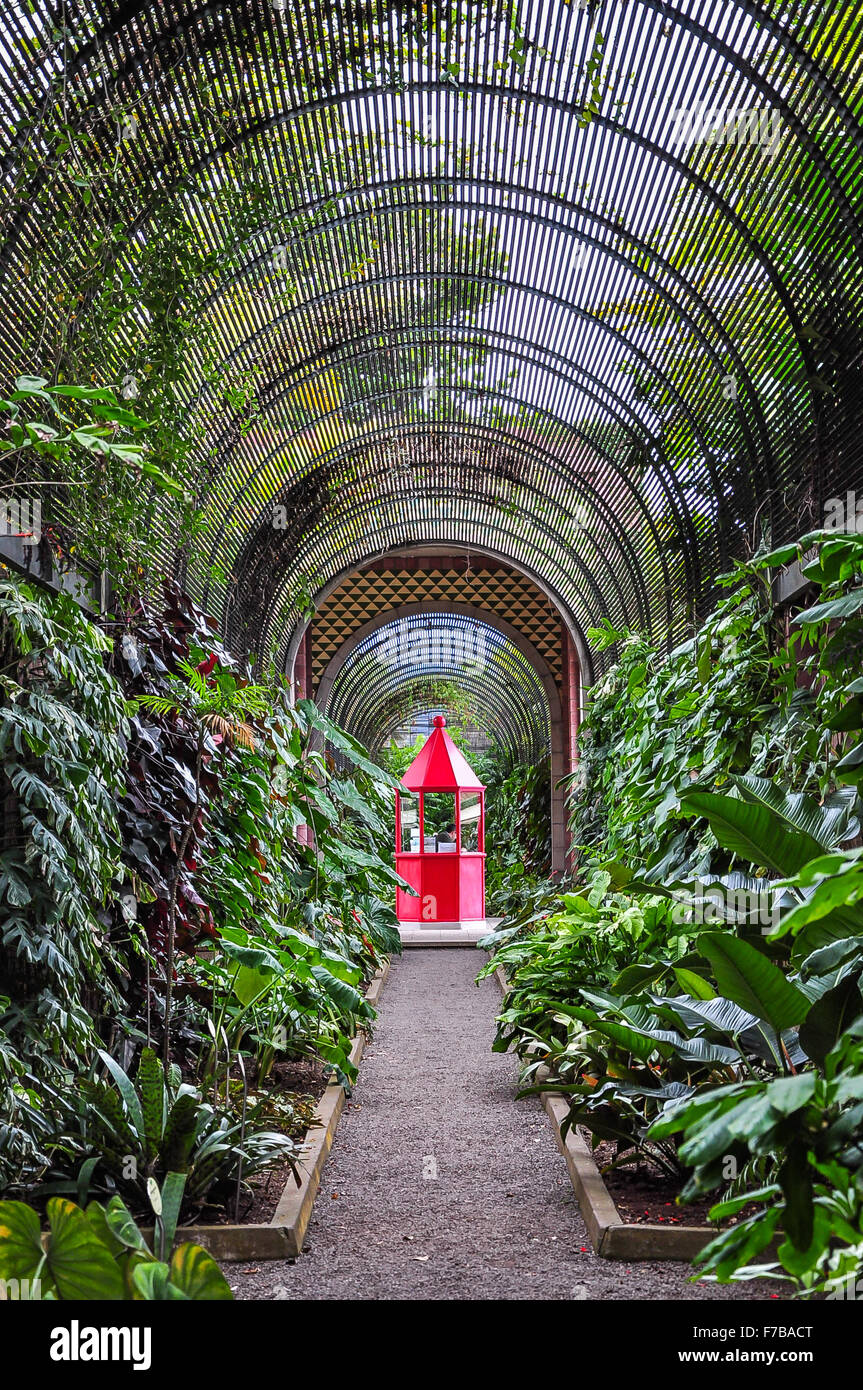 Stand rouge dans jardin botanique de Puerto de la Cruz, Tenerife, Canaries, Espagne Banque D'Images