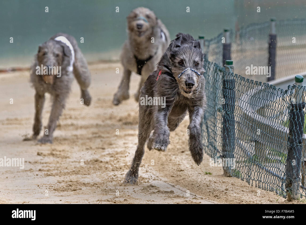 Courses de lévriers, Irish Wolfhound, championnat d'Europe 2015, Hünstetten, Germany, Europe Banque D'Images