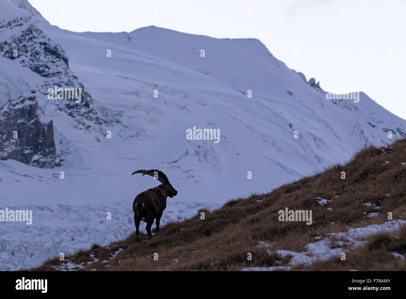 Bouquetin des Alpes, Haut Tauern, Carinthie, Autriche, Europe / Capra ibex Banque D'Images