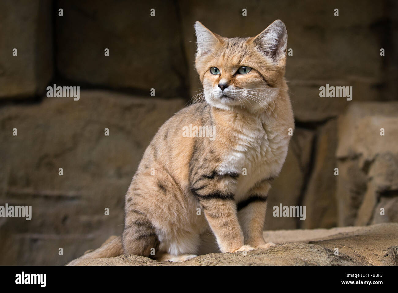 Chat Des Sables Banque De Photographies Et D Images A Haute Resolution Alamy