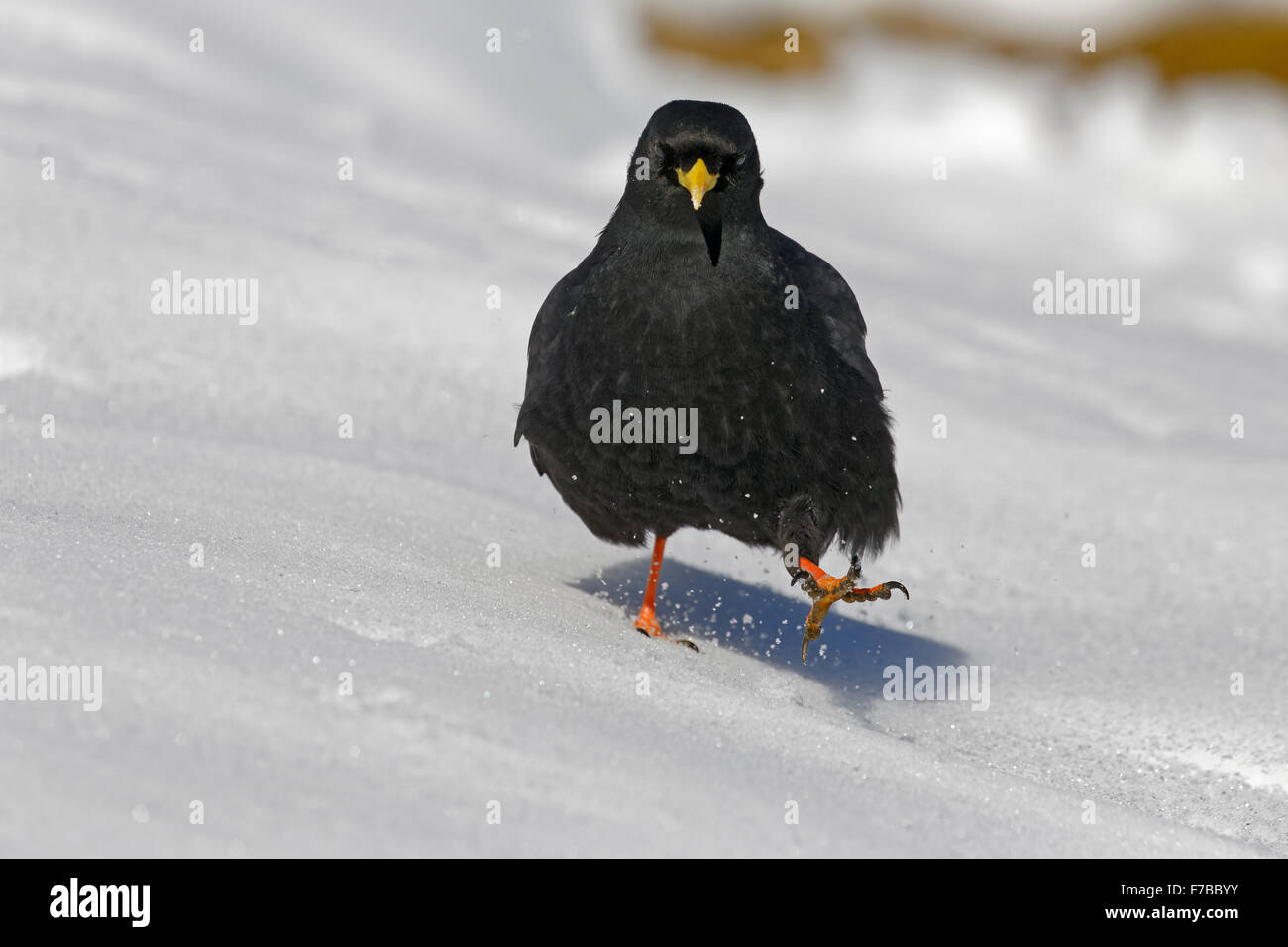 Alpine chough, Dolomiten, province du Tyrol du Sud, Italie, Europe / Pyrrhocorax graculus Banque D'Images