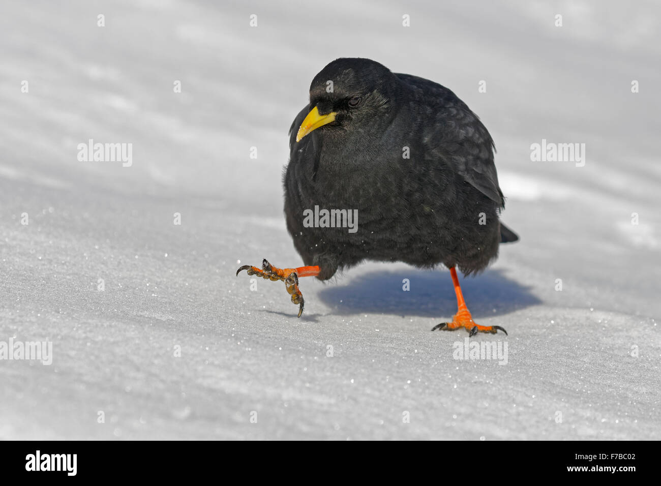 Alpine chough, Dolomiten, province du Tyrol du Sud, Italie, Europe / Pyrrhocorax graculus Banque D'Images