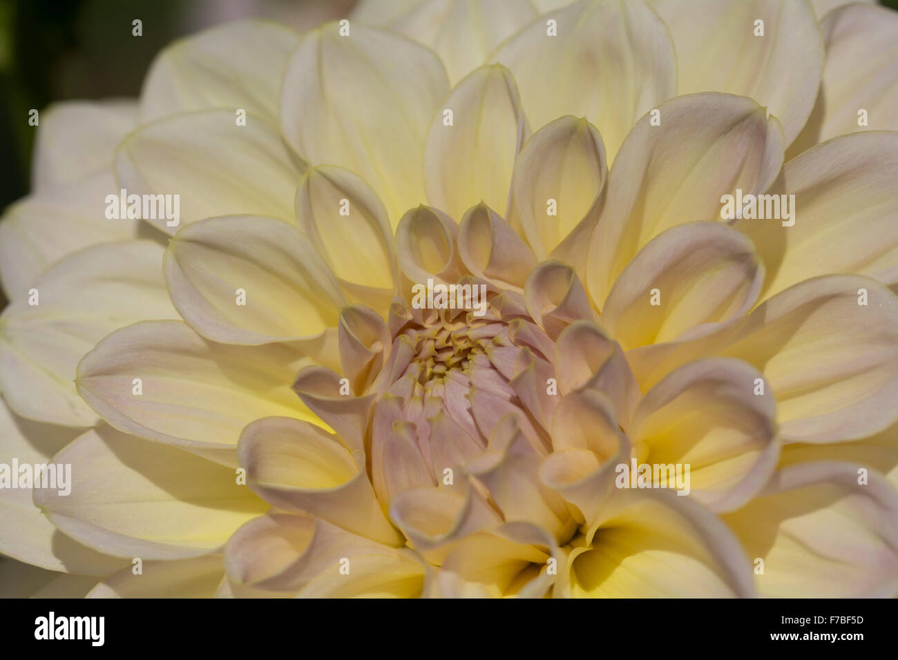 Dahlia Alloway Cottage Banque D'Images