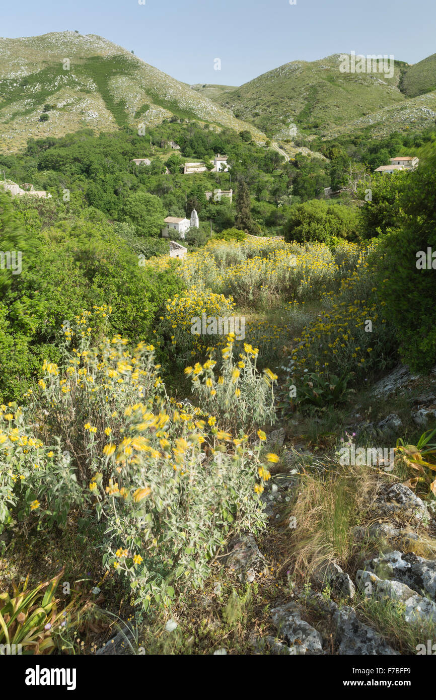 Jurusalem sage, Phomis fruticosa, est soufflé dans le vent à Vieille Perithia, Palaia Peritheia, Corfou, Grèce. Banque D'Images