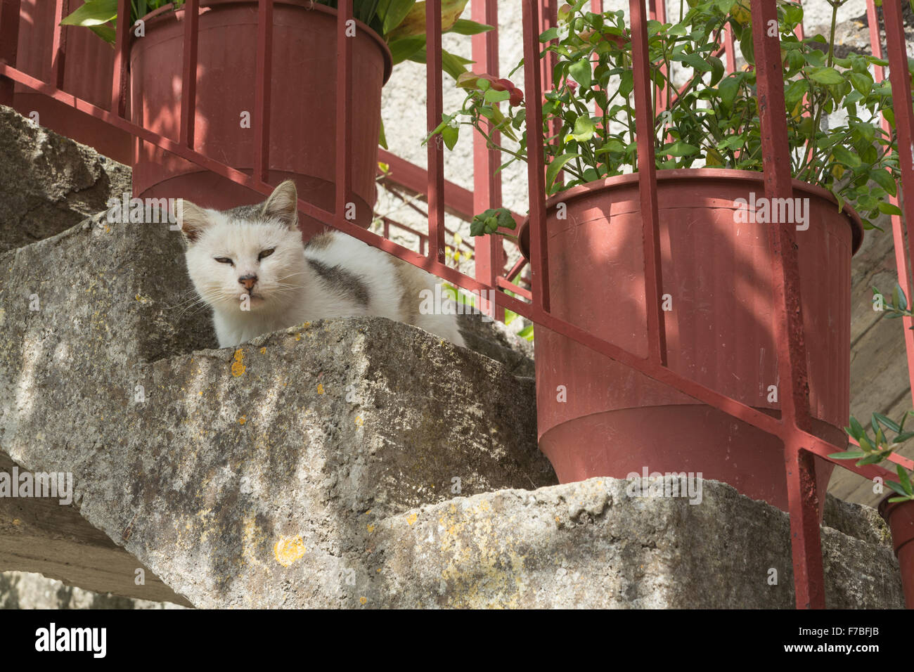 Un chat grec est assise sur des mesures en dehors d'une chambre à Corfou, Grèce. Banque D'Images