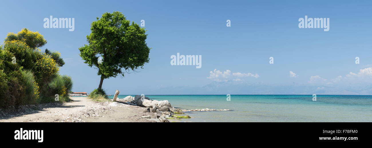 Un seul élève des arbres le long de la mer bleu turquoise sur la plage de Roda. L'Albanie peut être vu à travers le détroit de Corfou. Banque D'Images