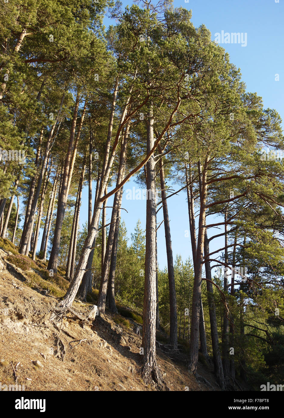 La vieille forêt de pins à Drumguish dans les highlands d'Ecosse UK Banque D'Images