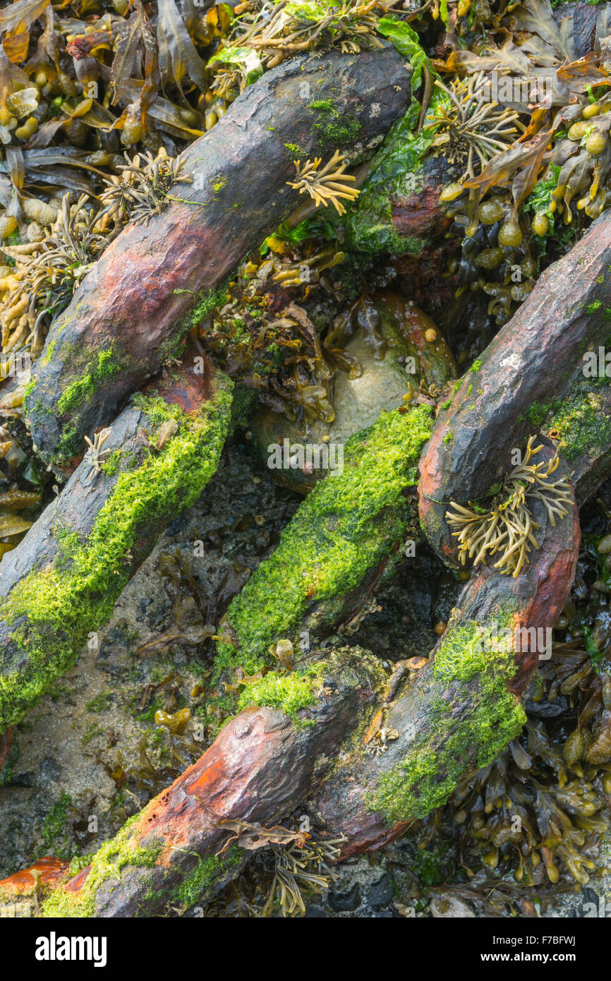 Les chaînes anciennes dans un port couvert dans les algues. Banque D'Images