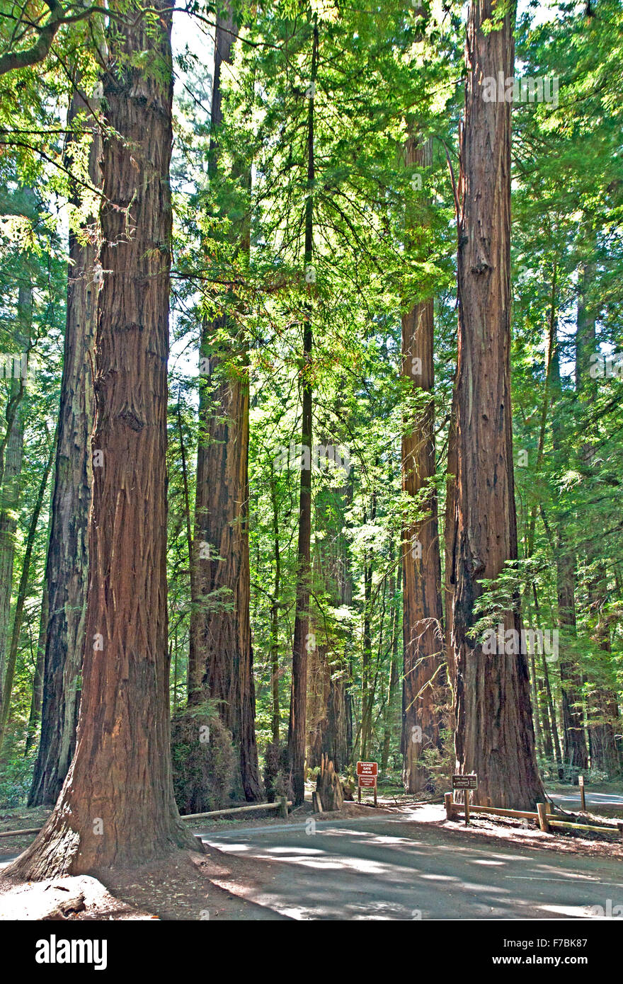 Des sentiers de randonnée fil par ces séquoias majestueux à Armstrong Redwoods Réserve naturelle près de Guerneville, CA. Banque D'Images