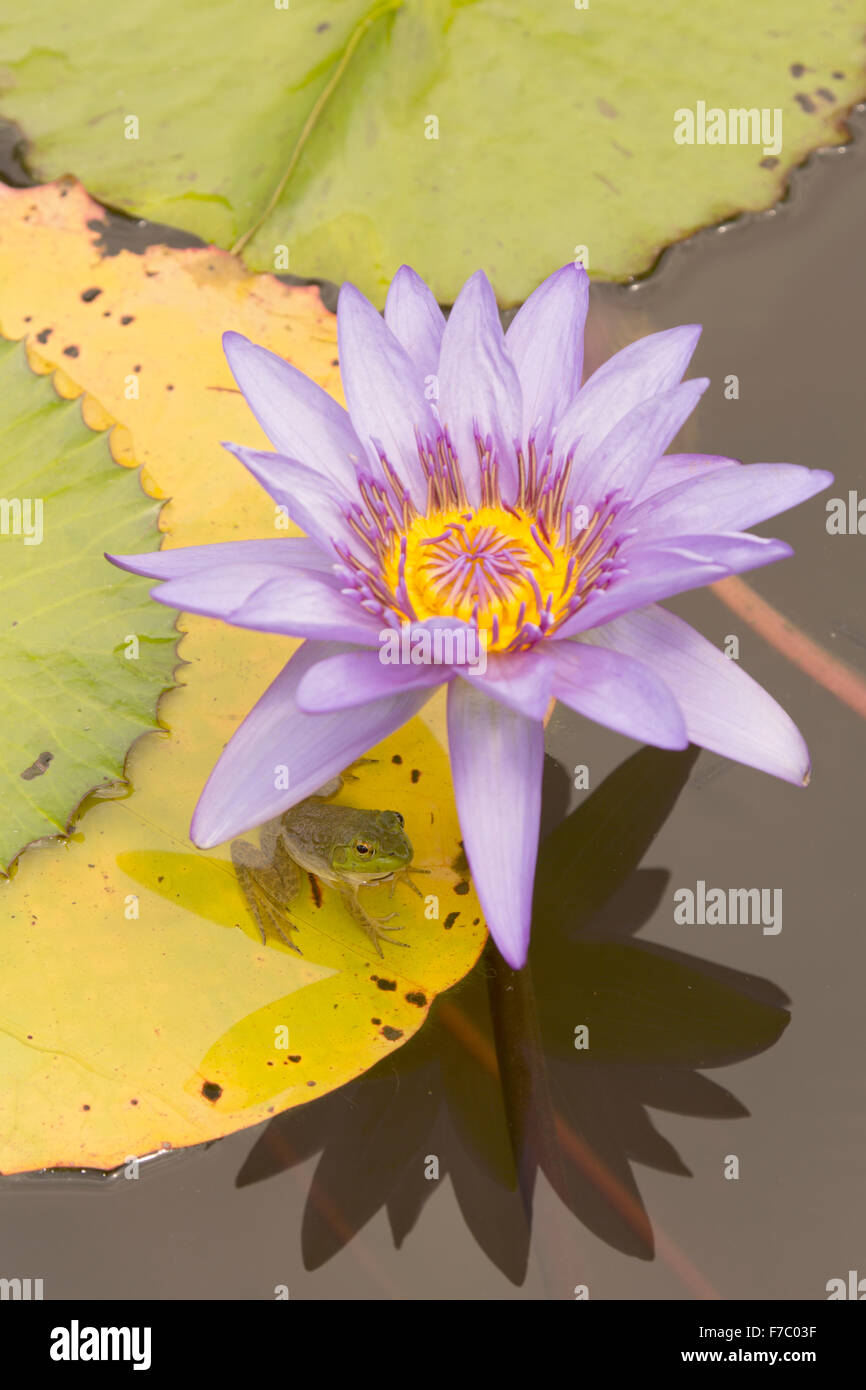 (Lithobates catesbeianus grenouille taureau américain), indigène de l'Amérique du Nord (Rana, catesbiena), Washington, District of Columbia, o Banque D'Images