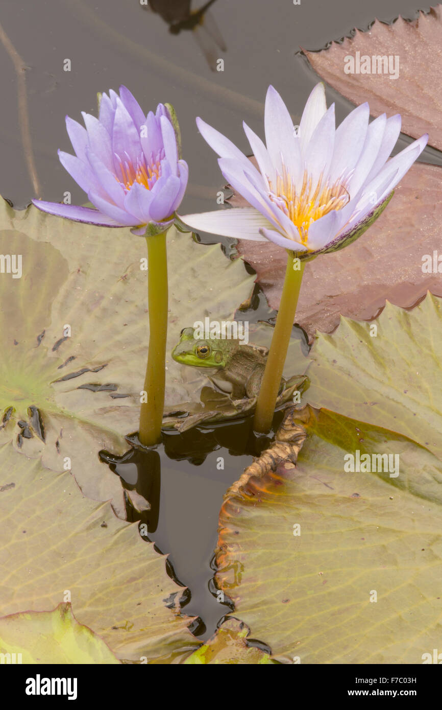 (Lithobates catesbeianus grenouille taureau américain), indigène de l'Amérique du Nord (Rana, catesbiena), Washington, District of Columbia, o Banque D'Images