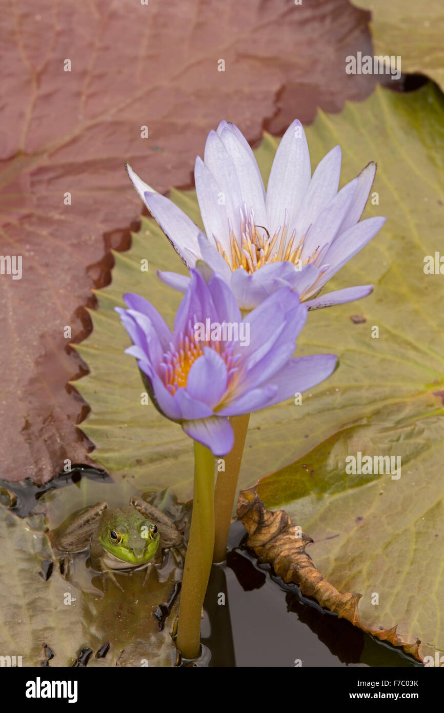(Lithobates catesbeianus grenouille taureau américain), indigène de l'Amérique du Nord (Rana, catesbiena), Washington, District of Columbia, o Banque D'Images