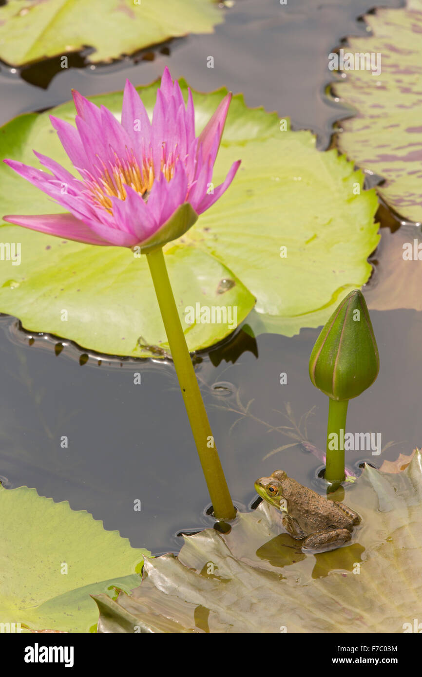 (Lithobates catesbeianus grenouille taureau américain), indigène de l'Amérique du Nord (Rana, catesbiena), Washington, District of Columbia, o Banque D'Images