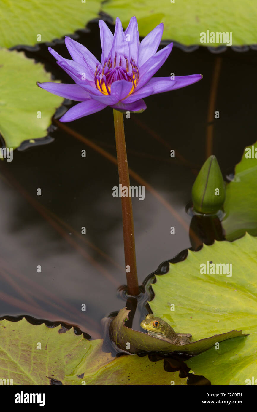 (Lithobates catesbeianus grenouille taureau américain), indigène de l'Amérique du Nord (Rana, catesbiena), Washington, District of Columbia, o Banque D'Images